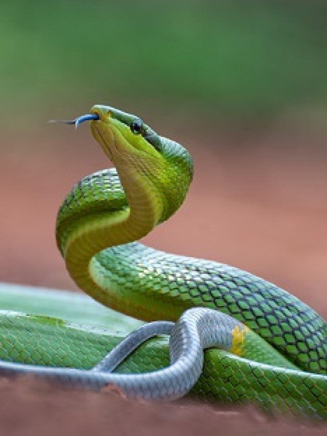 Snake Repellent Plants: Your Ultimate Guide to a Serpent-Free Home!