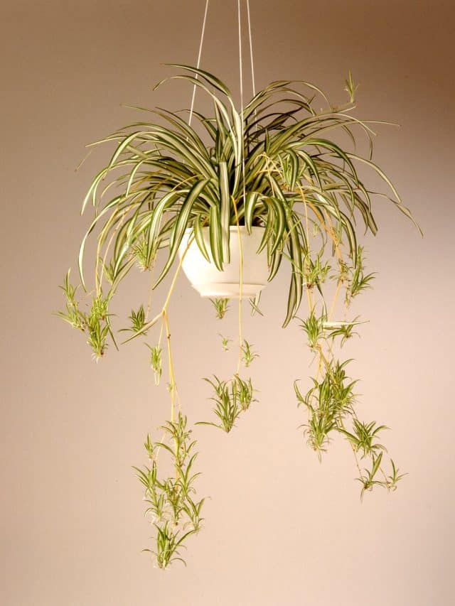 Tips on How to Take Care of Spider Plant at Home