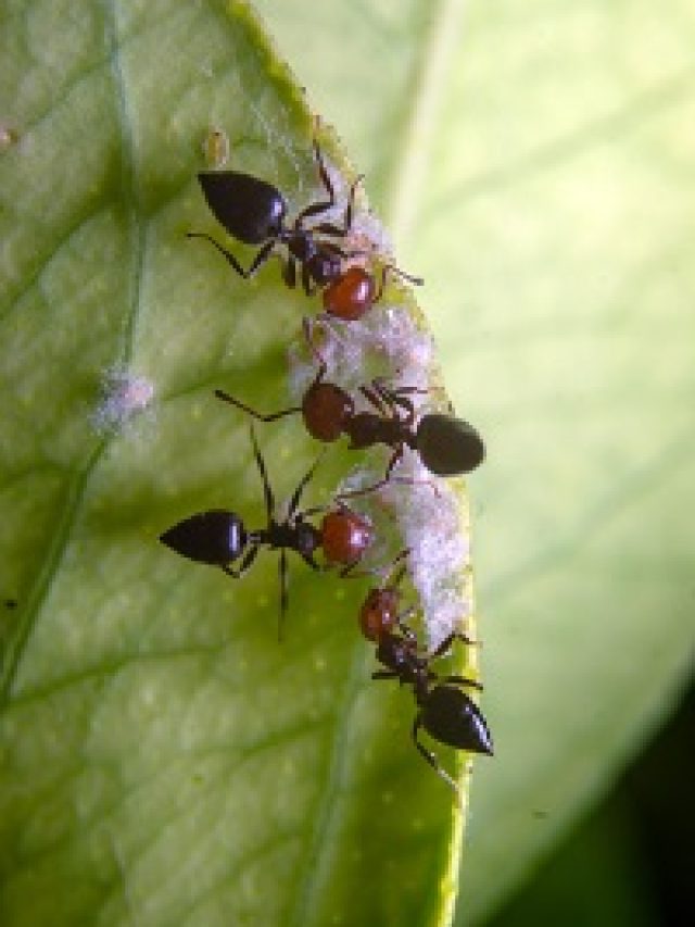 Effective Methods to Get Rid of Ants Naturally at Home
